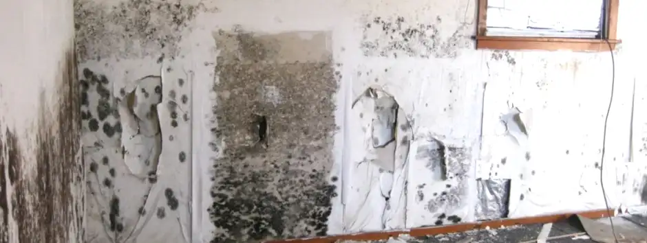 How to remove mould and mildew from wall How to remove black mould from wall